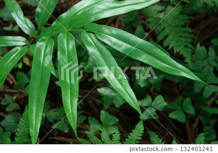 Rocksweet leaves 132401241