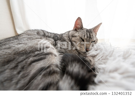 Sabatra cat sleeping by the window 132401352
