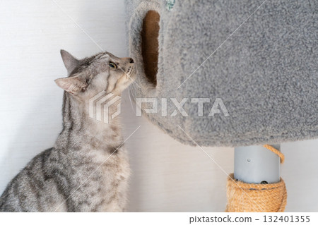 A tabby cat peering into a cat tower A tabby cat peering into a cat tower 132401355