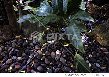 Peace Lily In The Backyard Garden, calming greenery scene perfect for home decor campaigns, garden promotions, lifestyle visuals, and wellness media projects. Peace Lily In The Backyard Garden, calming greenery scene perfect for home decor campaigns, garden promotions, lifestyle visuals, and wellness media projects. 132401373