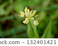 White-flowered golden orchid 132401421