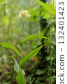 White-flowered golden orchid 132401423
