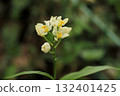 White-flowered golden orchid 132401425
