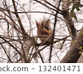 red squirrel 132401471