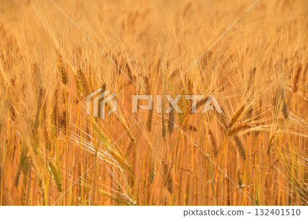 Barley 132401510