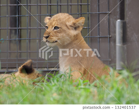 Sitting Lion Cub Sitting Lion Cub 132401537