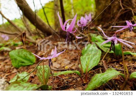 250510 Tsunan Town Mikura Katakuri Flowers 132401653