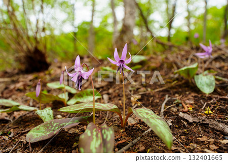 250510 Tsunan Town Mikura Katakuri Flowers 132401665