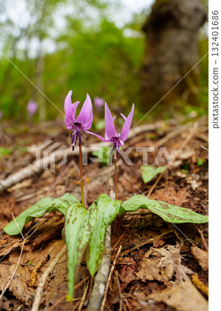 250510 Tsunan Town Mikura Katakuri Flowers 250510 Tsunan Town Mikura Katakuri Flowers 132401686