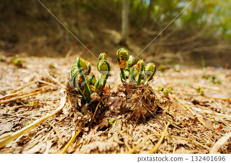 250510 Tsunan Town Mikura Zenmai 132401696