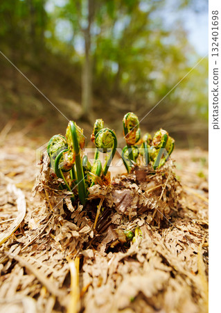 250510 Tsunan Town Mikura Zenmai 132401698