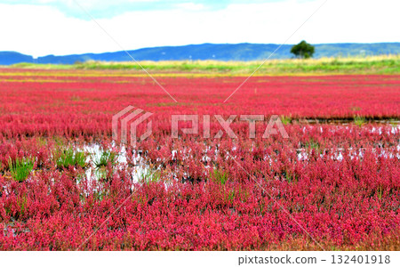 Abashiri City Coral Grass 132401918