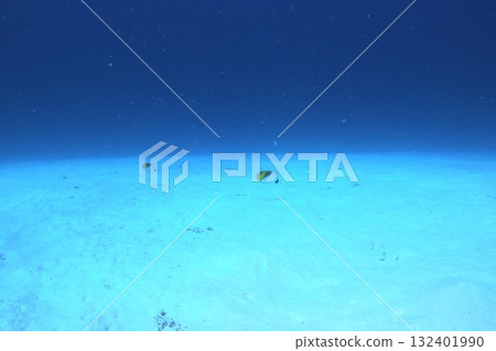 Pair of threadfin butterflyfish on white sand - underwater photo 132401990