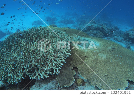座間味島上有各種珊瑚的珊瑚礁 132401991