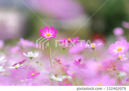 Soft, full-bloom cosmos and a single pink flower Soft, full-bloom cosmos and a single pink flower 132402079