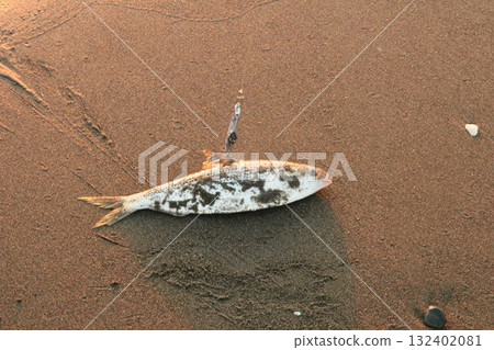 Konoshiro Fun Fishing Hobby 132402081