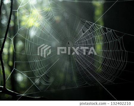 森林裡的光芒與彩虹色的蜘蛛網 森林裡的光芒與彩虹色的蜘蛛網 132402210
