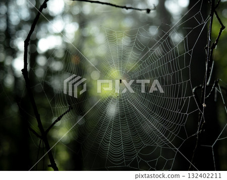森林裡的光芒與彩虹色的蜘蛛網 森林裡的光芒與彩虹色的蜘蛛網 132402211