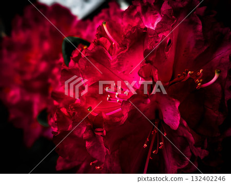 Red Rhododendron Flower ~dark version~ 132402246