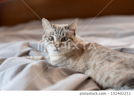 Relaxing cat: Siamese tabby cat Relaxing cat: Siamese tabby cat 132402251