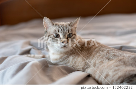 可愛的貓在床上放鬆暹羅虎斑貓 可愛的貓在床上放鬆暹羅虎斑貓 132402252