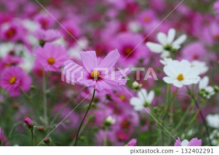 秋風中搖曳的波斯菊，令人心曠神怡 132402291