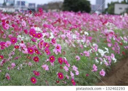 Cosmos flowers swaying in the autumn breeze - a calming and soothing landscape Cosmos flowers swaying in the autumn breeze - a calming and soothing landscape 132402293