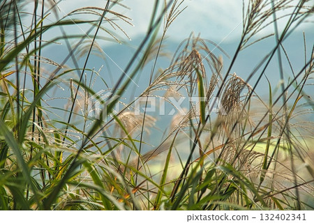 三瓶山風景 132402341