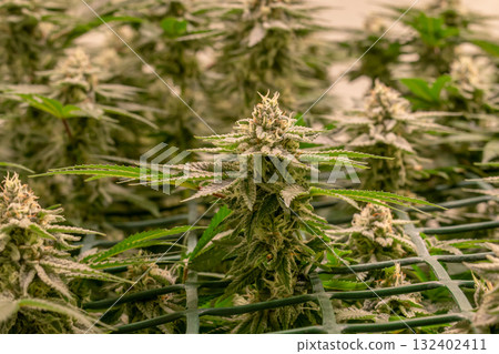 female blossom marijuana SoG Sea of Green net hemp cultivation technique Growing pot indoor bloom stage growth Medical 132402411