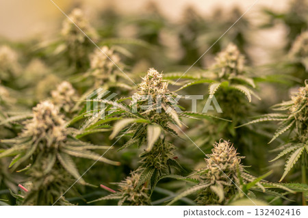 female blossom marijuana SoG Sea of Green net hemp cultivation technique Growing pot indoor bloom stage growth Medical 132402416