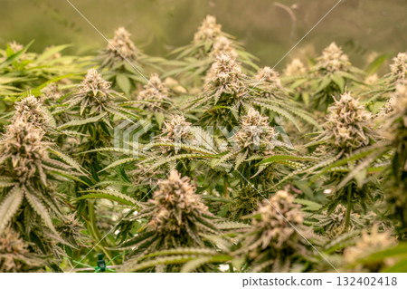 female blossom marijuana SoG Sea of Green net hemp cultivation technique Growing pot indoor bloom stage growth Medical female blossom marijuana SoG Sea of Green net hemp cultivation technique Growing pot indoor bloom stage growth Medical 132402418