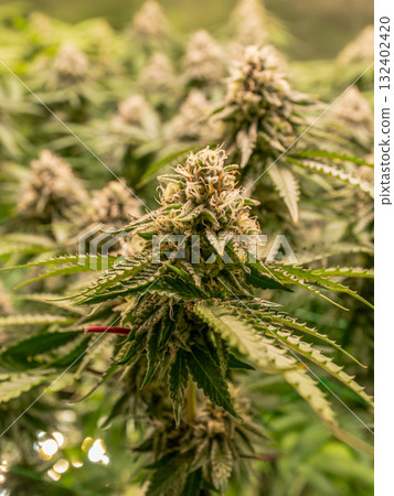 female blossom marijuana SoG Sea of Green net hemp cultivation technique Growing pot indoor bloom stage growth Medical 132402420