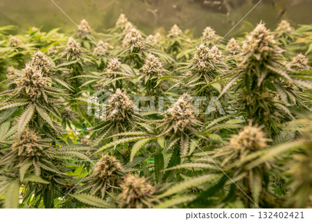 female blossom marijuana SoG Sea of Green net hemp cultivation technique Growing pot indoor bloom stage growth Medical 132402421