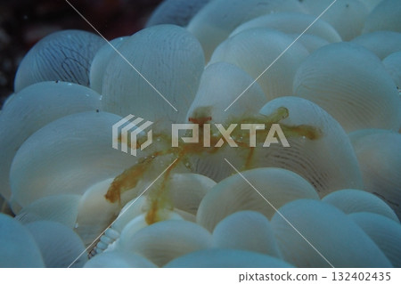 南方蜘蛛蟹藏身於水珊瑚中的水下照片 132402435