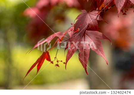 Spring leaves - soft sunlight 132402474