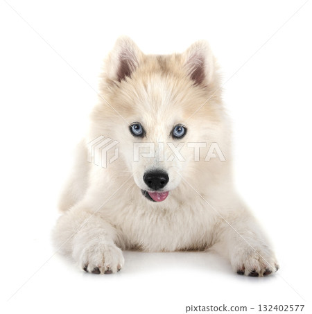 Pomsky in studio Pomsky in studio 132402577