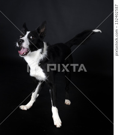 puppy border collie 132402587