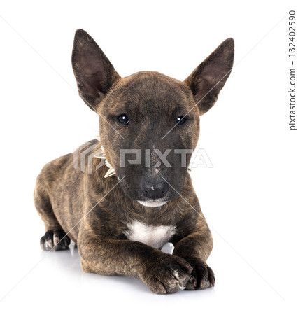 miniature bull terrier in studio miniature bull terrier in studio 132402590