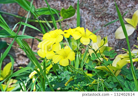 Yellow Oxalis sorrel flowers (spring, April) 132402614