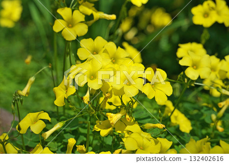 Yellow Oxalis sorrel flowers (spring, April) 132402616
