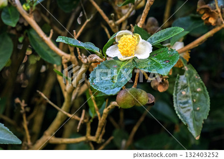 Tea flowers bloomed in the tea gardens Tea flowers bloomed in the tea gardens 132403252