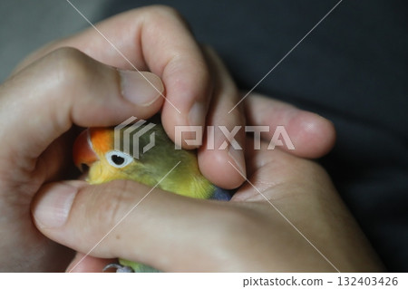 鸚鵡 鸚鵡 132403426