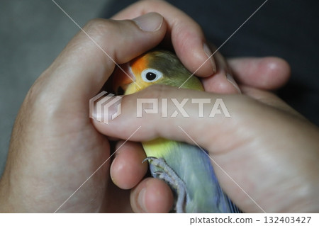 parrot parrot 132403427