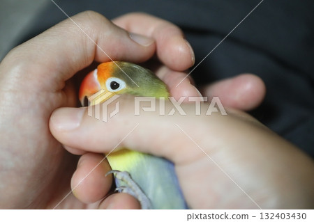 鸚鵡 鸚鵡 132403430