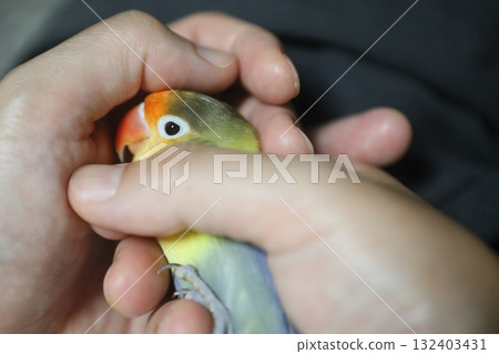 鸚鵡 鸚鵡 132403431