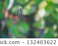 Orb spider building its web 132403622
