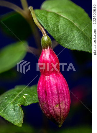 Pink Fuchsia Bud with a Dark Blue Background 132403686