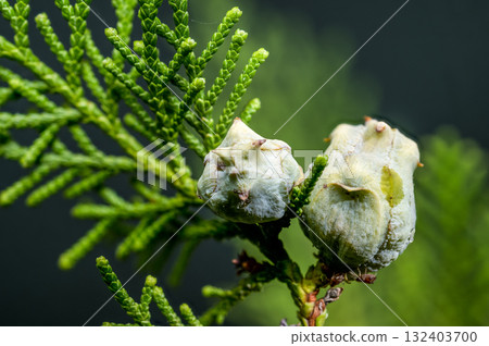Close-Up Photo of Cypress Seed Cones 132403700