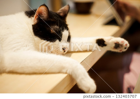 午後時光之光 | 黑白貓咖啡館的日常 132403707