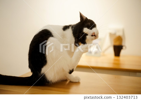 午後時光之光 | 黑白貓咖啡館的日常 132403713